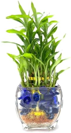 Generic Three Tier Live Lucky Bamboo Plant Indoor Home Glass Arrangement with Blue