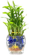 Generic Three Tier Live Lucky Bamboo Plant Indoor Home Glass Arrangement with Blue