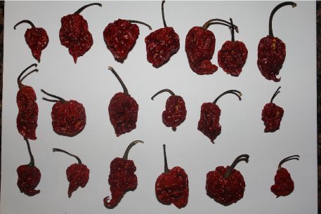 Set 10 10 10 2 (36 Wicked Tickle Spice Gift Ghost, Scorpion, Carolina Reaper Peppers + Free Each Total)