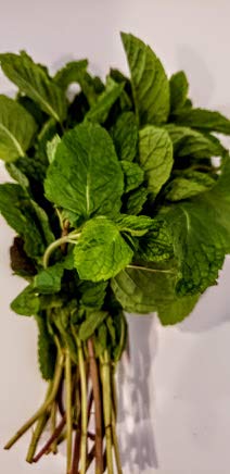 TastePadThai Fresh Herbs Bundle. Fresh Rosemary, Thyme, Oregano and Fresh Mint