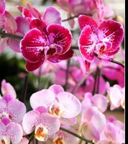 Generic 3.5" 16" Premium Purple Live Orchid Plant Blooming in Blue & White Orchid Pot, Live Plants, Houseplant Gifts