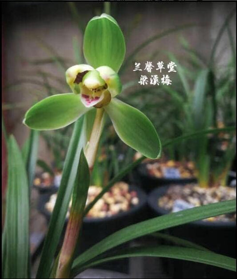2 Chinese Cymbidium Goeringii - Easy Care Live Orchid Plant with Stems