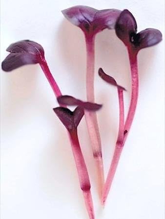 1 Lb Purple Sango Sprouting Radish Seeds: - Non-GMO Seed for Vegetable Garden, Growing Micro Greens