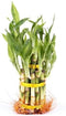 Generic 2 Tier 3" 5" Lucky Bamboo stalks for Feng Shui (Total About