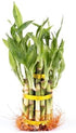 Generic 5"" 4"" 9"" Two Tier Lucky Bamboo Indoor Plant with A White and Green Elephant Arangement for Indoor Home