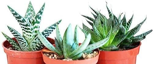JM BAMBOO jmbamboo-3 Different Aloe Plants - Easy to Grow/Hard to Kill! - 3"Ceramic