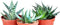 JM BAMBOO jmbamboo-3 Different Aloe Plants - Easy to Grow/Hard to Kill! - 3"Ceramic