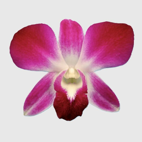 Generic 100 pack 2x50 Count packs Purple Dendrobium Fresh Cut Orchids or for Lei and Food Decorations (Red Sonia)