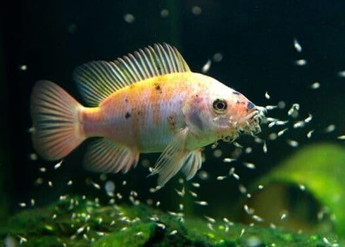 Aquatic Foods Inc. 4-Type Fish1.2oz Mixed Blend of Cyclops, Daphnia, Rotifers, Ready to Eat Brine Shrimp Eggs