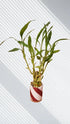 Generic 2 1 8 6" Buy Bunches, Get Free. Bunch of Live Lucky Bamboo Plants, Live Indoor Houseplant, Green, Natural