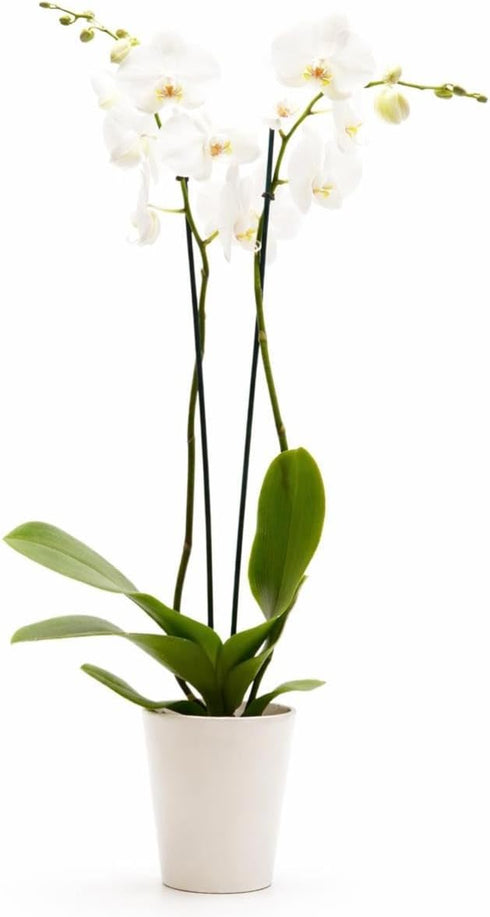 DecoBlooms Premium Pearl 5 Orchid Live Indoor Plant (Modern Pot Included) Grown