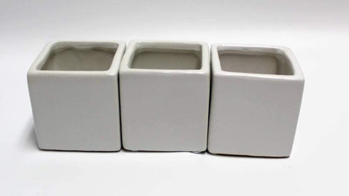 Athena's Garden Set 3 2" 3" A of Live Succulents in White Square Pots Each Supported with Natural Polished River Rocks