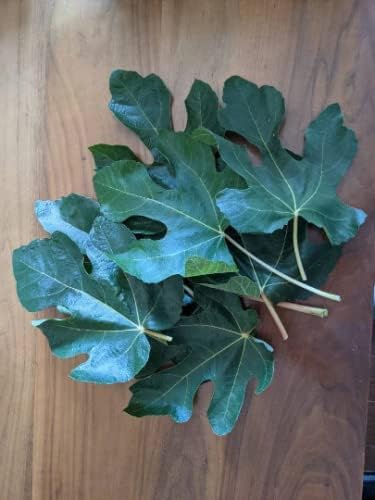 Generic 1 oz (30 Package grams) Organic Ficus carica leaves, Dried smashed Fig Leaves for Tea or infusion by Tang Store