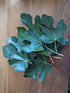 Generic 1 oz (30 Package grams) Organic Ficus carica leaves, Dried smashed Fig Leaves for Tea or infusion by Tang Store