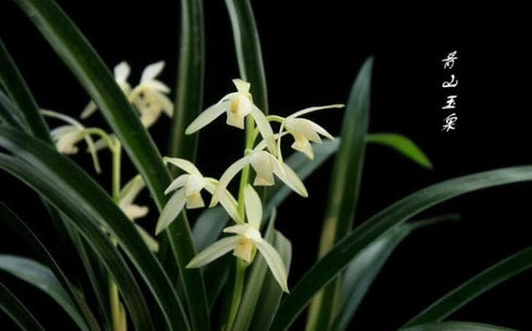 Live Orchids Cymbidium Ensifolium Perfect for Windowsills or Indoors-Shipped Without Flowers