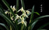 Live Orchids Cymbidium Ensifolium Perfect for Windowsills or Indoors-Shipped Without Flowers