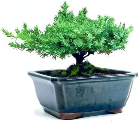 Generic 100% Live Dwarf Juniper Bonsai Tree | Indoor/Outdoor | Handcrafted| Home and Office Dcor | Best Gift