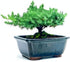 Generic 100% Live Dwarf Juniper Bonsai Tree | Indoor/Outdoor | Handcrafted| Home and Office Dcor | Best Gift