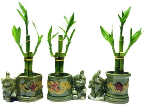 3 Sets of Lucky Bamboo Arrangements in 3 Different Shapes of Lucky
