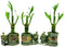 3 Sets of Lucky Bamboo Arrangements in 3 Different Shapes of Lucky