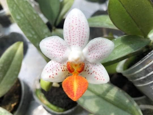 Phalaenopsis Mini Mark 'Holm', Creamy White Flower