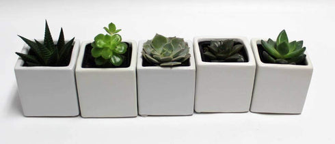 Athena's Garden A Set of 5 Live Succulents 2" in White Square Pots 3"