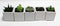 Athena's Garden A Set of 5 Live Succulents 2" in White Square Pots 3"