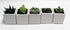 Athena's Garden A Set of 5 Live Succulents 2" in White Square Pots 3"