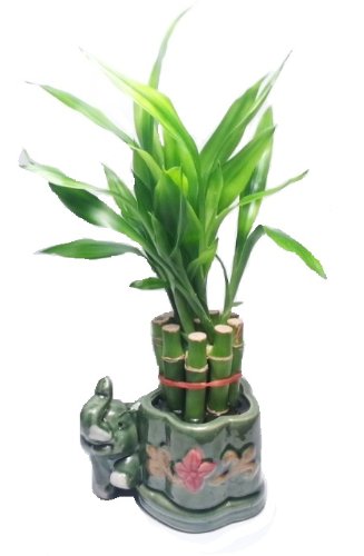 JM BAMBOO Lucky Bamboo Plant - 10 Stalks