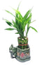 JM BAMBOO Lucky Bamboo Plant - 10 Stalks