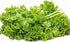 (25 Count) Wasabi Mustard Green Seeds "COOL BEANS N SPROUTS" Brand. Home Gardening.