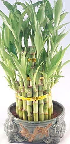 JM BAMBOO Lucky Bamboo Tower in Decorative Elephant Pot (Twin Elephants) Unique from Jmbamboo