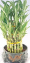 JM BAMBOO Lucky Bamboo Tower in Decorative Elephant Pot (Twin Elephants) Unique from Jmbamboo