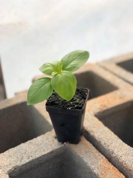 Generic 3 Pack 3 3.5" Live Sweet Basil Plant Edible Culinary Herbs in Pot, Fragrant and Fast-Growing, Great for Kitchen