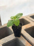 Generic 3 Pack 3 3.5" Live Sweet Basil Plant Edible Culinary Herbs in Pot, Fragrant and Fast-Growing, Great for Kitchen