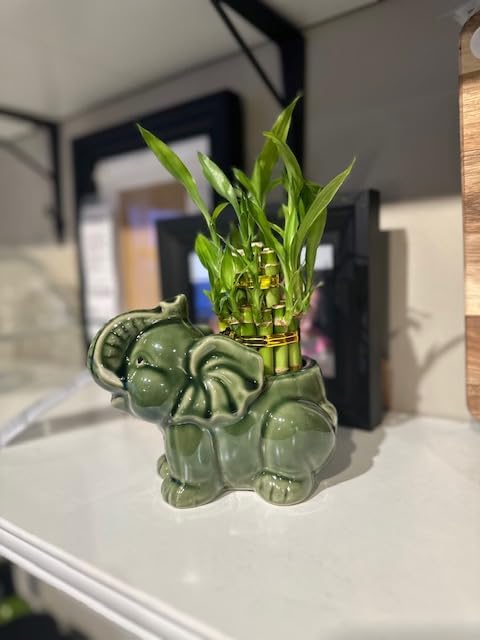 Generic 5"" 4"" 9"" Two Tier Lucky Bamboo Indoor Plant with A White and Green Elephant Arangement for Indoor Home