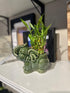 Generic 5"" 4"" 9"" Two Tier Lucky Bamboo Indoor Plant with A White and Green Elephant Arangement for Indoor Home