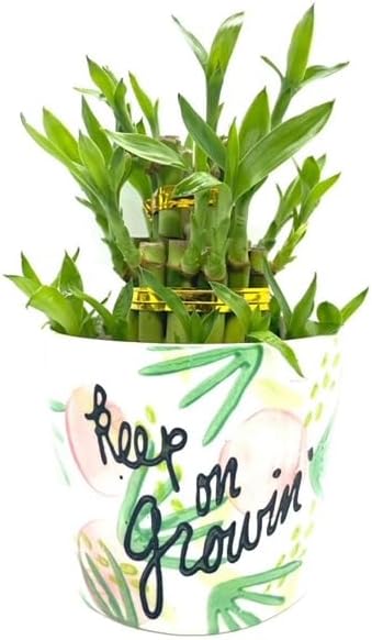Generic Three Layer Lucky Bamboo Indoor House Plant Inside Keep On Growing Pot,