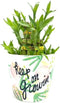 Generic Three Layer Lucky Bamboo Indoor House Plant Inside Keep On Growing Pot,