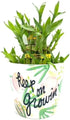 Generic Three Layer Lucky Bamboo Indoor House Plant Inside Keep On Growing Pot,