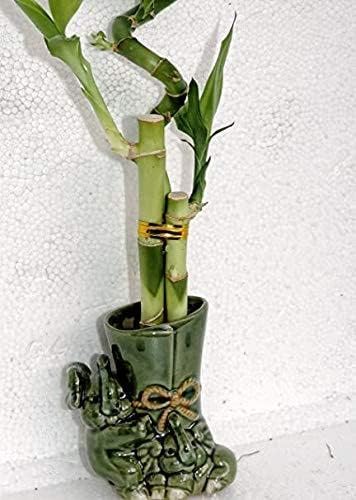 JM BAMBOO Live 3 Style Lucky Bamboo Plant Arrangement with Ceramic Pot/Two Sides of