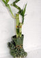 JM BAMBOO Live 3 Style Lucky Bamboo Plant Arrangement with Ceramic Pot/Two Sides of