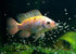 Aquatic Foods Inc. Babies10.9oz Decapsulated Brine Shrimp Eggs, Non Hatching Shell Free Artemia Cysts. These Eggs Ready