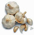BULB (9 BULB COUNTRY GARLIC Ounces), FRESH CALIFORNIA SOFTNECK GARLIC FOR PLANTING, EATING AND GROWING YOUR OWN GARLIC