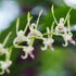 Aloha Hawaii Orchids 4" Dendrobium Antennatum Antelope Blooming Size Comes in Pot from Hawaii Fragrant Scent