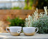 50 Art of Tea | Apricot Escape - Caffeine Free | Pyramid Tea Bag Sachets