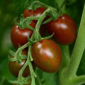 Tomato Chocolate Sprinkles 100 Seeds