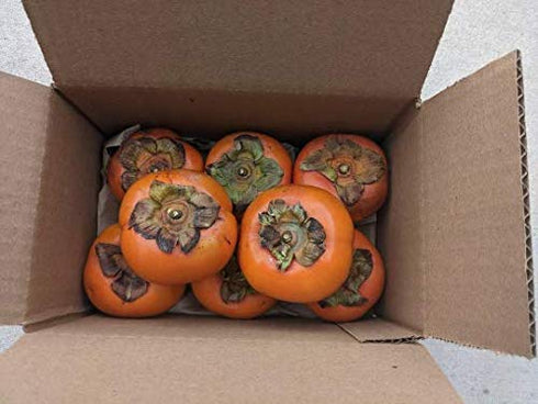 Tang Store 2 Pounds, 6 to 9 Certified Organic Fuyu Persimmons from Southern California