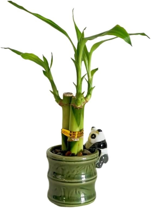 Generic (2PK Coop & Harp Small Lucky Bamboo Live Indoor Plant with Ceramic Vase, Live Indoor Lucky Bamboo for Home