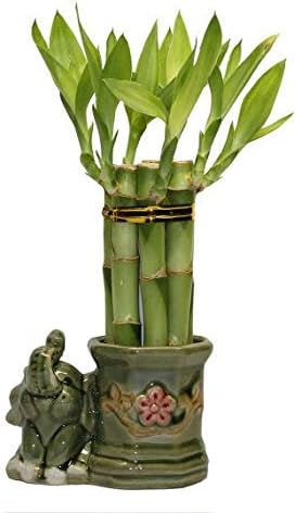 JM BAMBOO Small Lucky Bamboo Arrangement Happy Elephant Favor Unique from jmbamboo